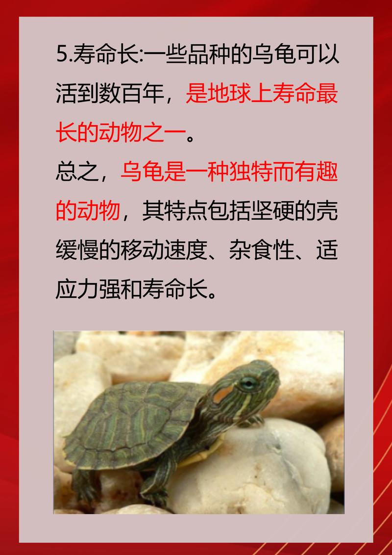“乌龟”是代表哪个生肖