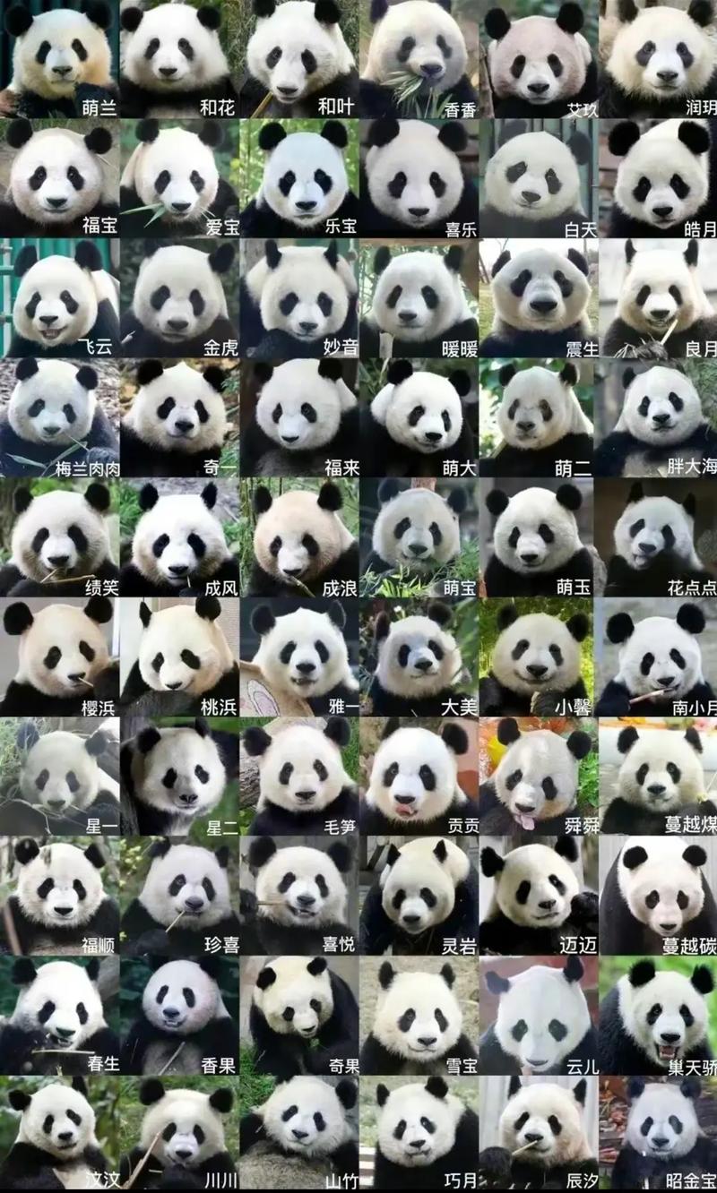 “熊猫”代表什么生肖