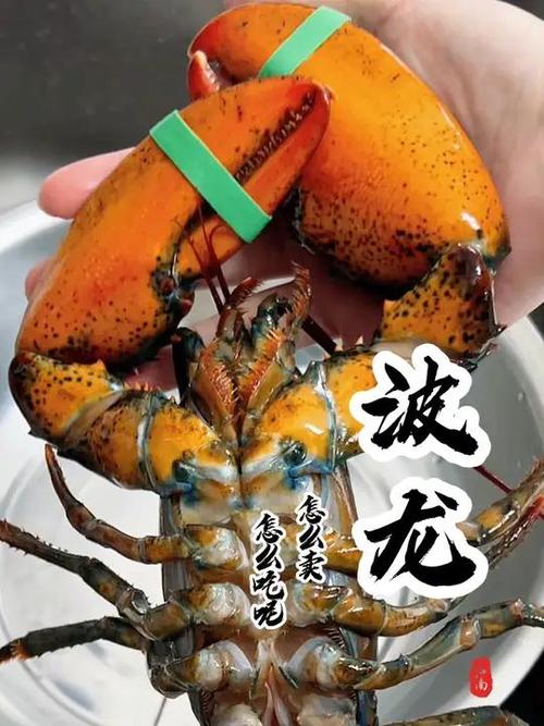 波龙价格多少钱一斤?深入分析波龙市场趋势与购买建议