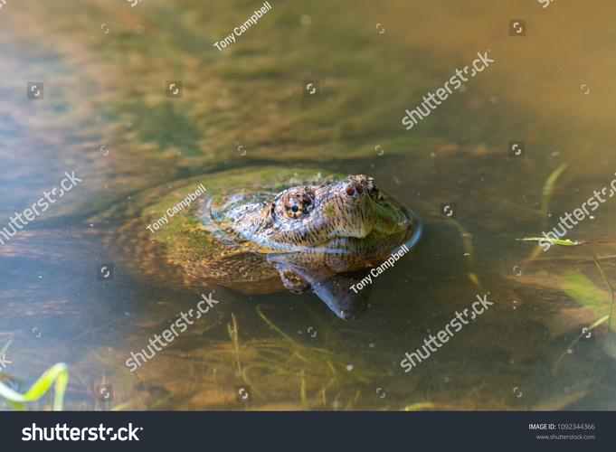 snapping,snapping turtle翻译