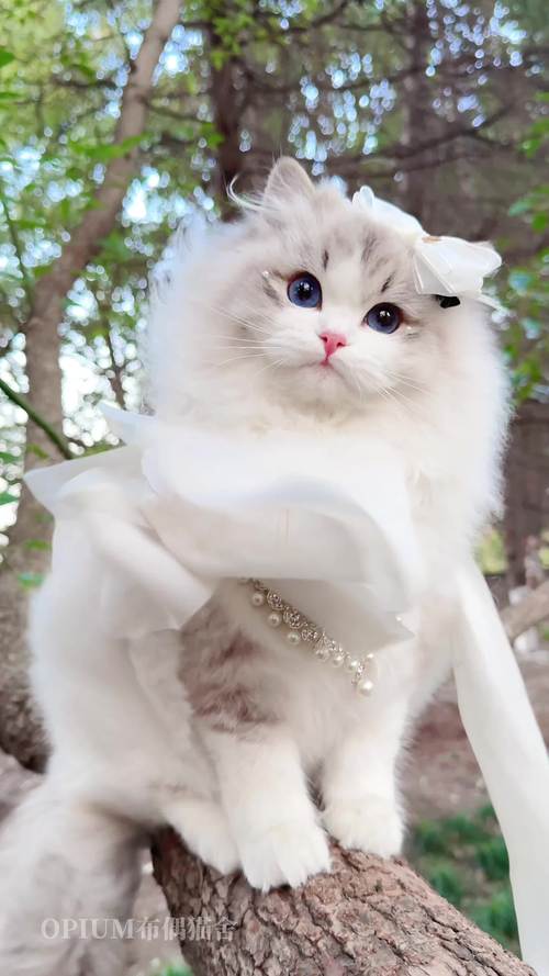 波偶猫,波偶猫基因随爸爸
