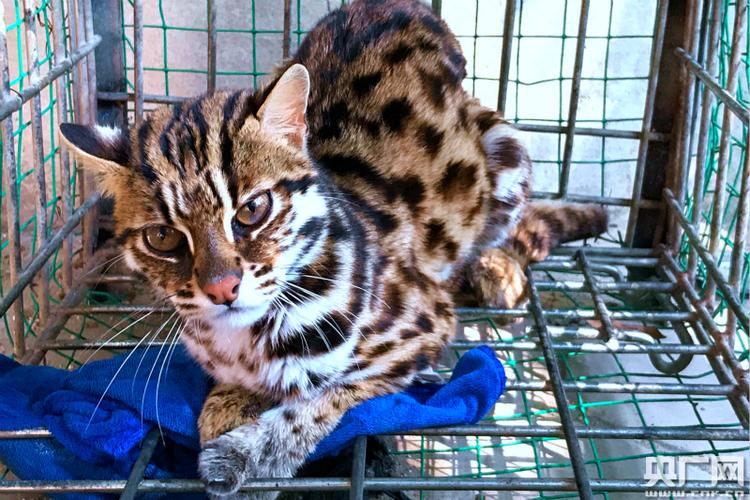 波卡猫一枚值多少钱,豹猫价格多少钱一只国内