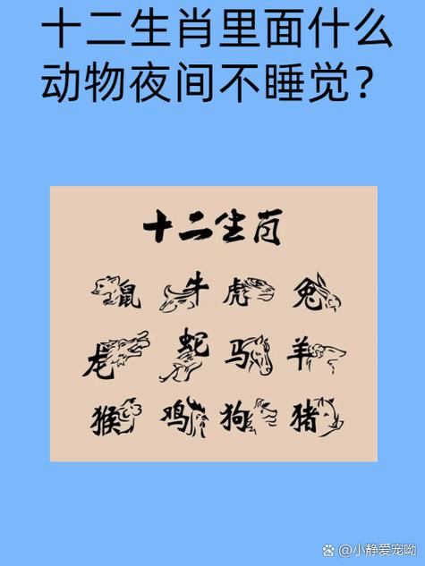 包含今期生肖何处取打一最佳动物的词条