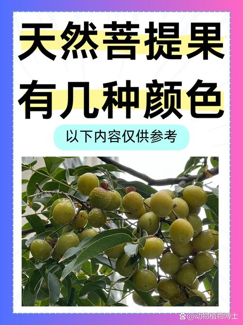 菩提,菩提果为什么能开出各种颜色