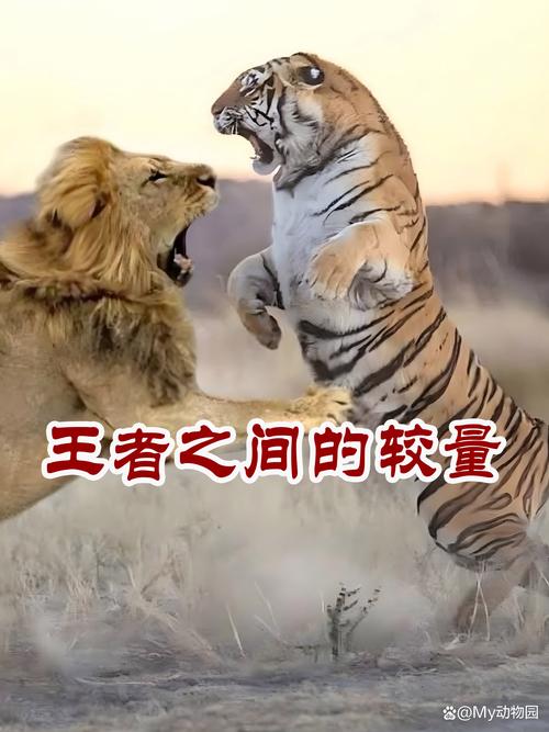 最强的老虎,最强的老虎和最强的狮子哪个厉害