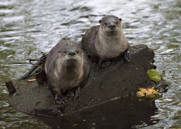 关于波四一今打一最佳动物的信息