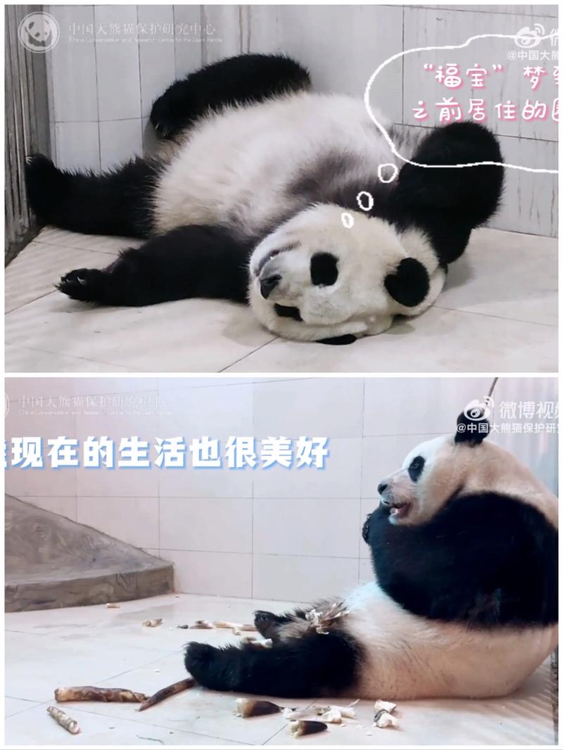 四仰八叉是什么动物的生肖,四仰八叉是什么动物的生肖呢