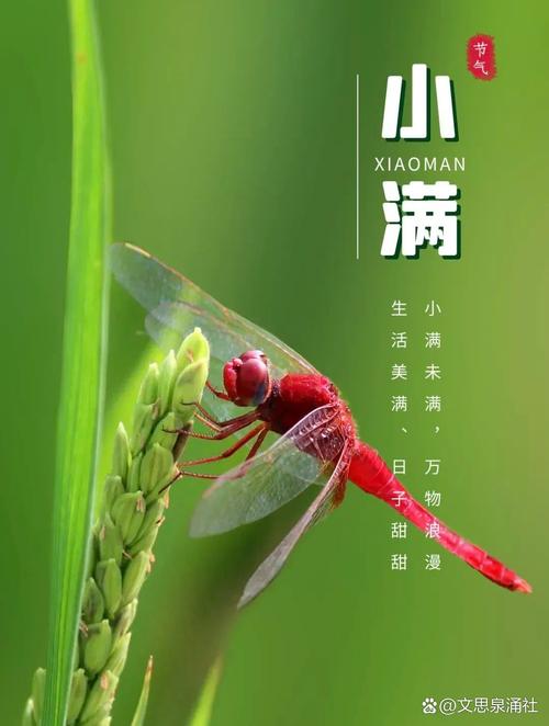今期落尾小满看头猜三个数字的简单介绍