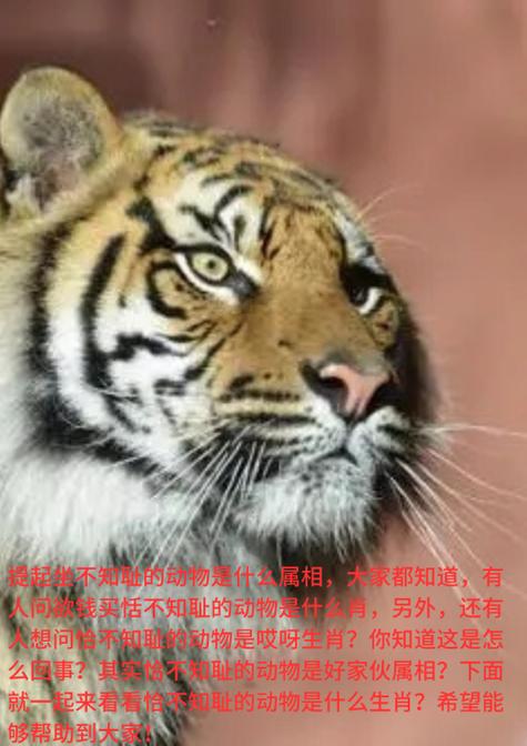 今日闲情打一生肖,今日闲情打一生肖动物