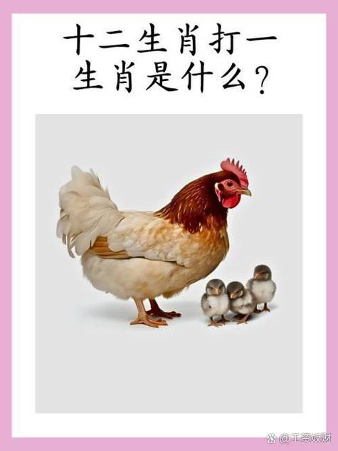 十二生肖打一生肖动物的简单介绍