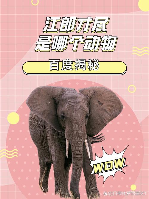 最准确的动物正确答案,100%正确答案打一动物