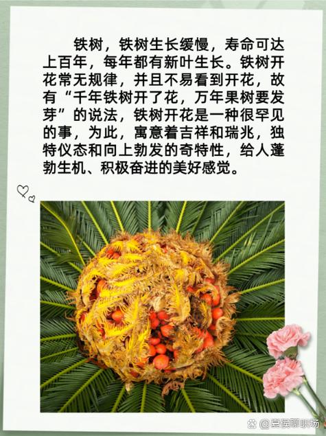 铁树开金花指什么生肖,铁树开金花指什么生肖的正确答案