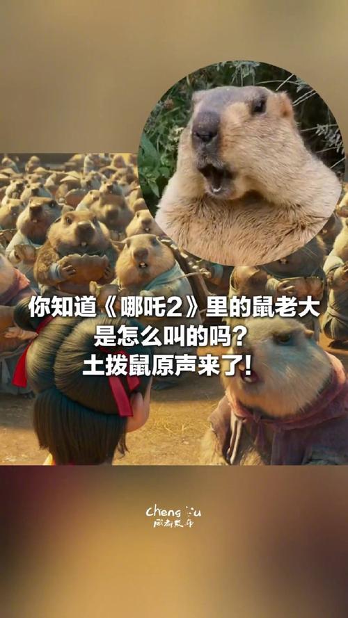鼠老大2+1,鼠老大21天牛3d图库今天
