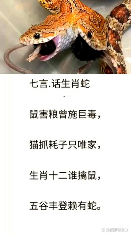 背信弃义打一准确生肖迷底,背信弃义是什么生肖和什么意思