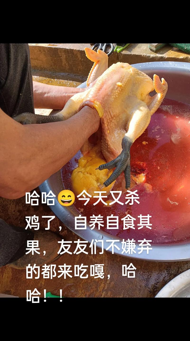 大吉大利今晚吃鸭打一生肖,大吉大利今晚吃鸡选自什么电影