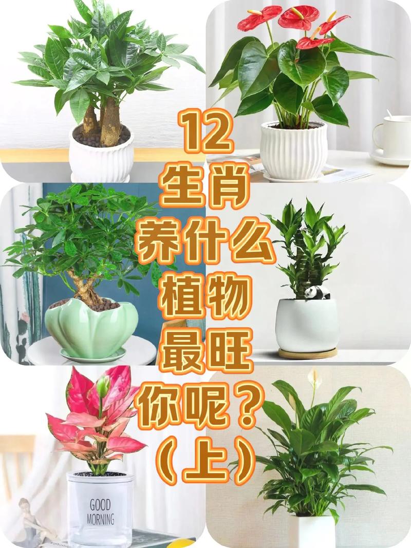 包含八分之地绿草旺是什么生肖的词条
