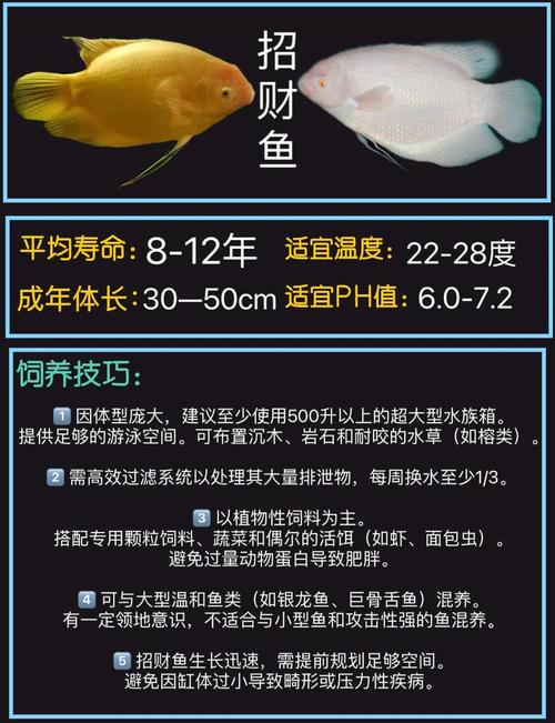 什么生肖养什么鱼有讲究吗,什么属相不能养鱼,这2个生肖养鱼难旺财!你上榜了吗?