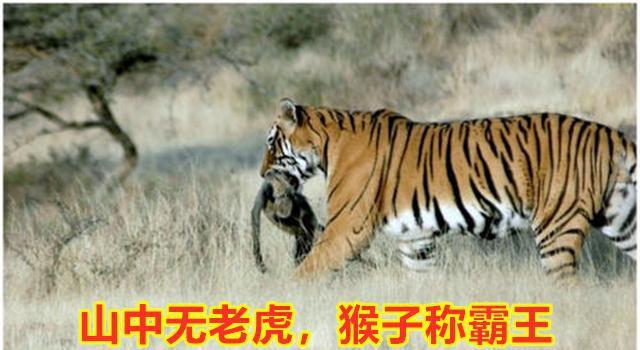 噉肉称强是指什么生肖,兽中之五称英雄是什么肖