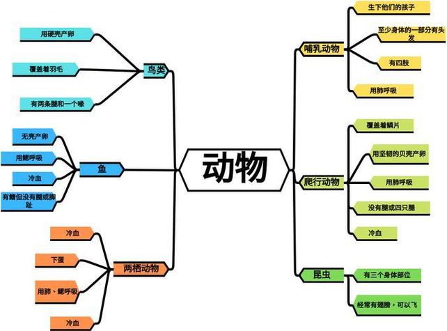 动物学知识点总结期末,动物思维导图简单又漂亮