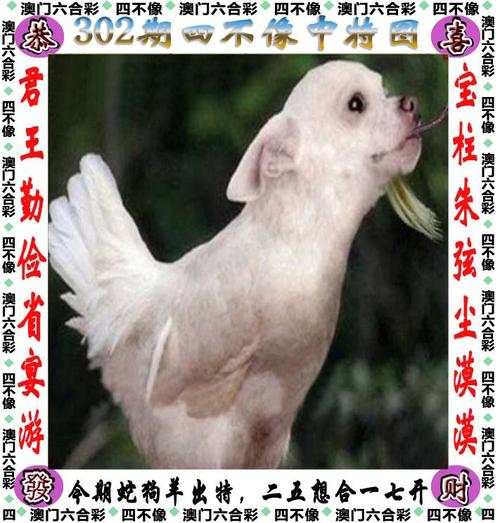 可是四期开出特打一个生肖,可是四期开出特是指什么生肖