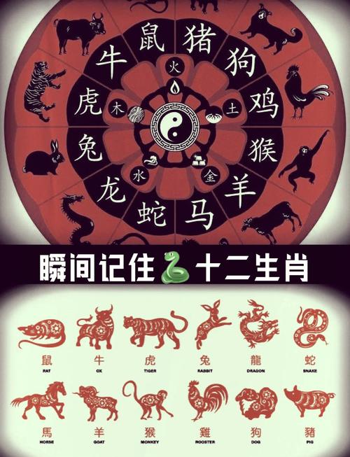 十二生肖最美丽的动物,十二生肖最美丽的动物图片，重点诠释解释落实