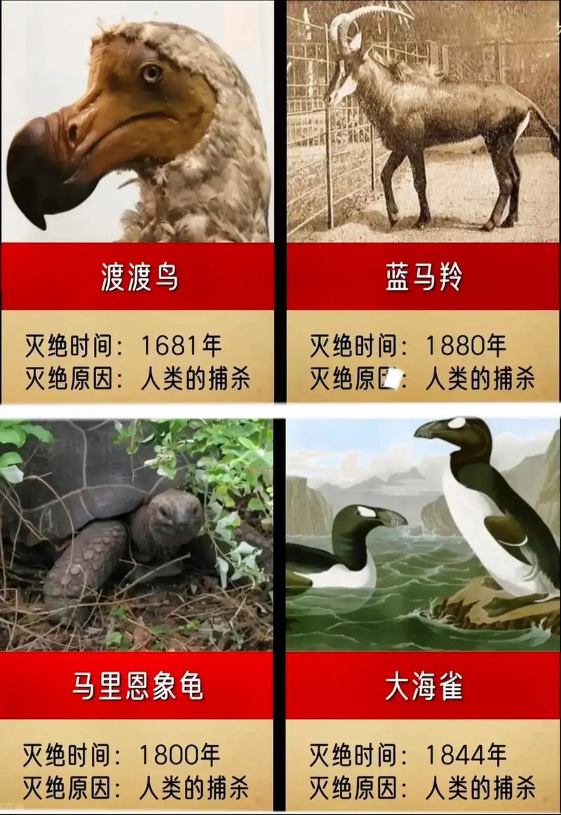 人与动物的根本区别正确答案,人与动物的根本区别是什么?初一历史,重点诠释解释落实