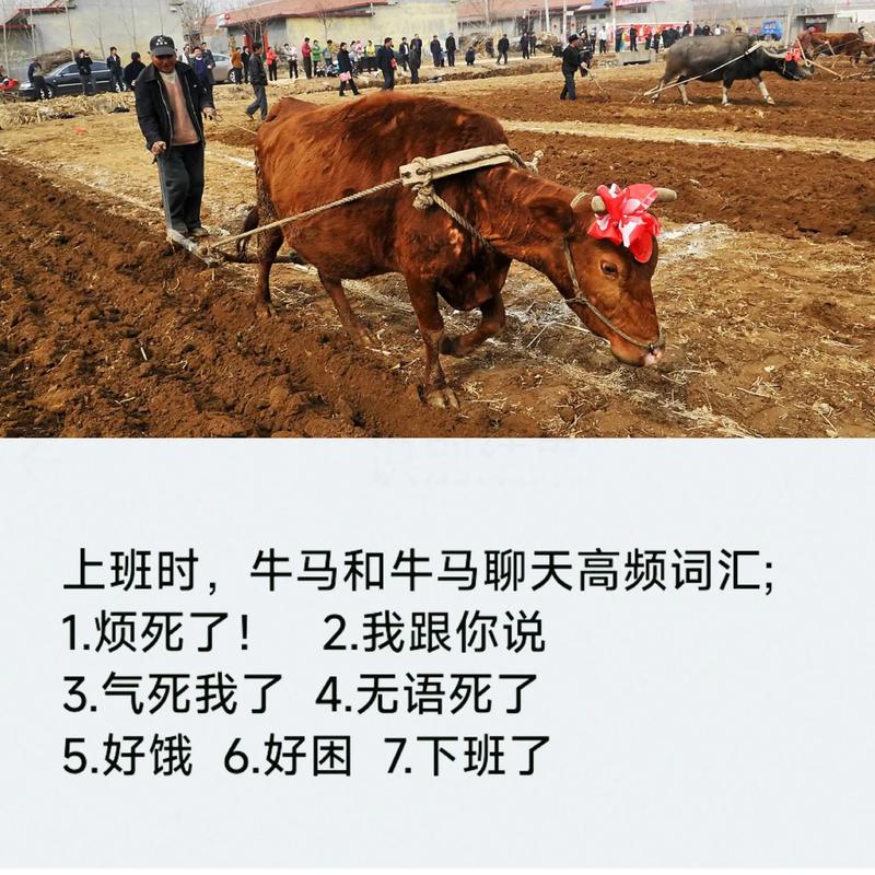 吹牛拍马啥意思,吹牛拍马啥意思呀，重点诠释解释落实