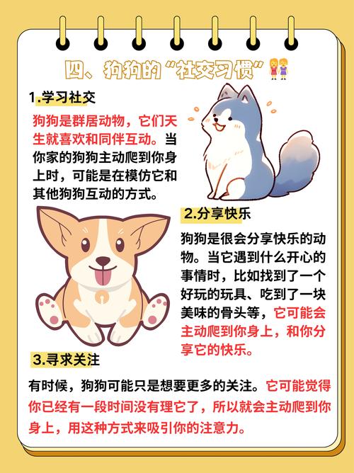 狗和谁是天生一对,狗和谁是天生一对的科学解释,重点诠释解释落实