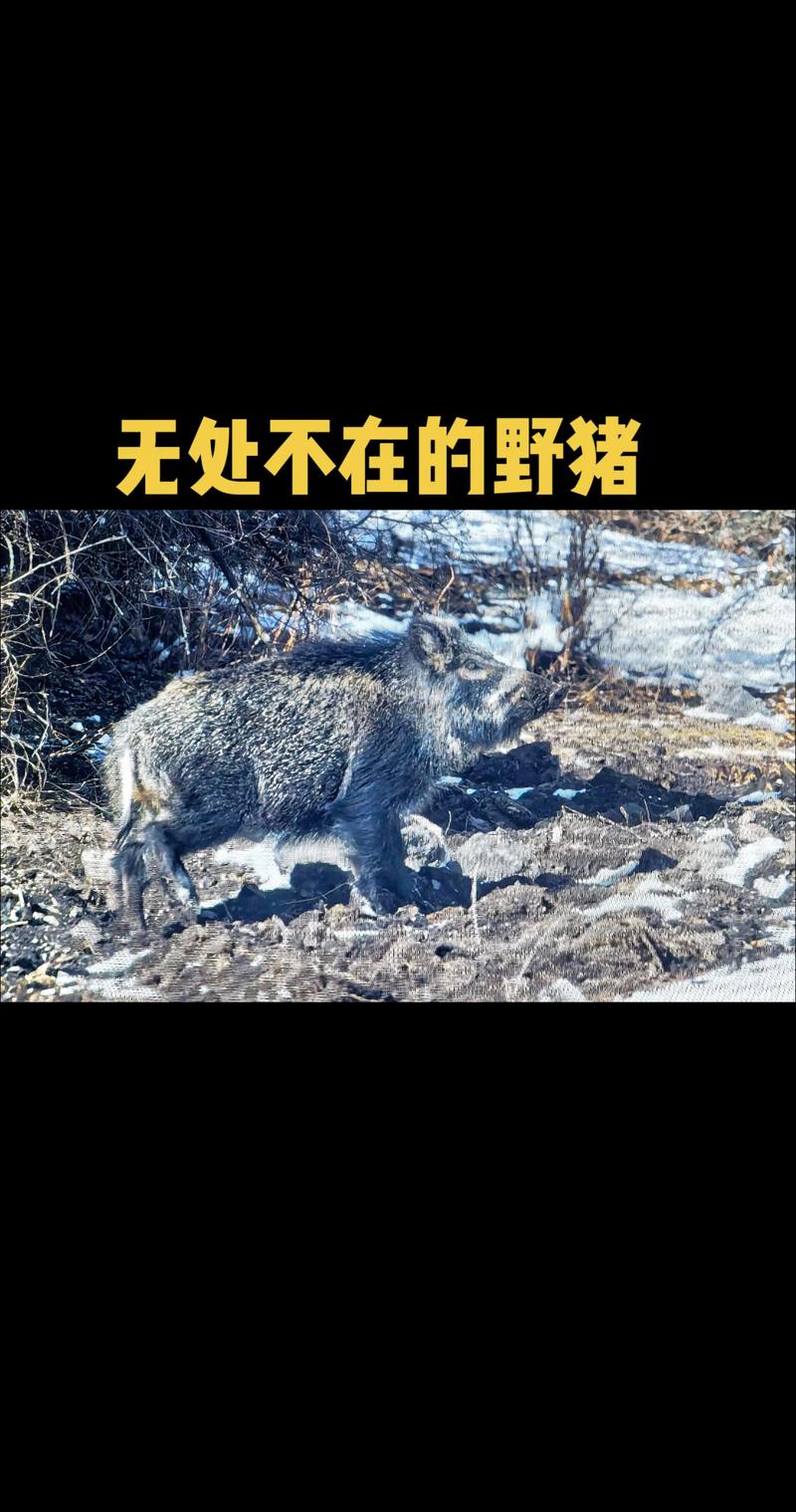 野猪代表什么生肖,野猪代表什么生肖呢，重点诠释解释落实